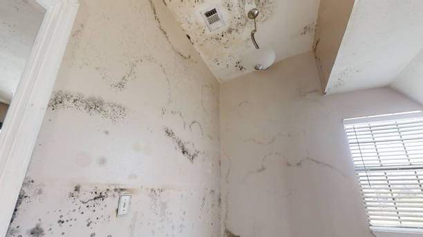 Best Commercial Mold Inspection  in Harlem, FL