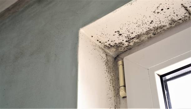 Best Indoor Air Quality Assessment  in Harlem, FL