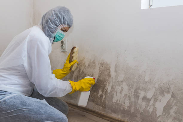 Best Mold Removal for HVAC Installations  in Harlem, FL
