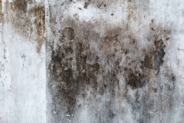 Mold Remediation for Rental Properties in Harlem, FL