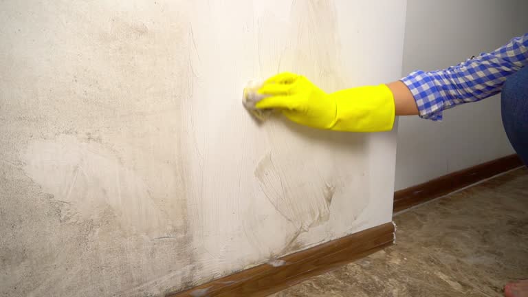 Best Black Mold Removal  in Harlem, FL