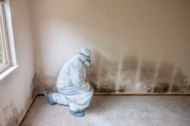 Best HVAC Mold Inspection and Cleaning  in Harlem, FL
