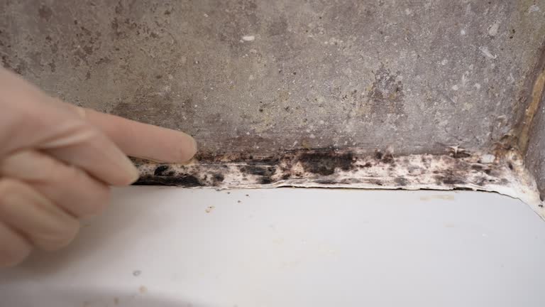 Best Asbestos and Lead Testing During Mold Inspection  in Harlem, FL